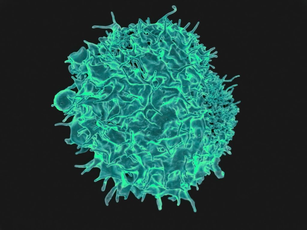 T Lymphocyte Colorized scanning electron micrograph of a T lymphocyte. Credit: NIAID