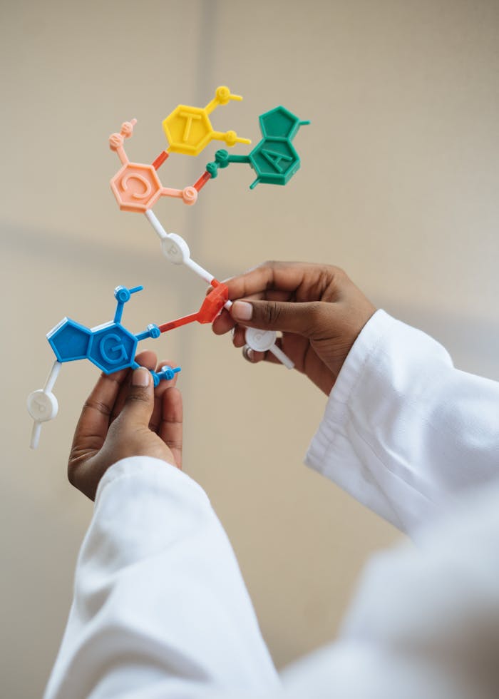 Close-up of a scientists hands holding a colorful molecular model in a lab setting.