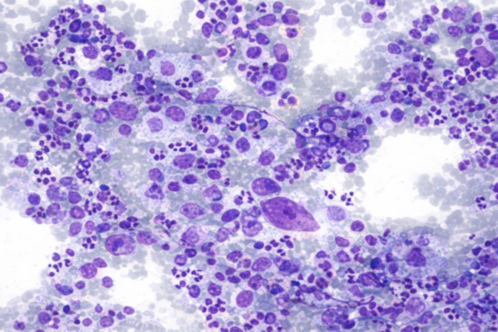 Journey Steps gpt image 1.5 high fidelity a make it 16 9 (1)