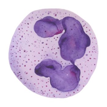 blood cells – painting series